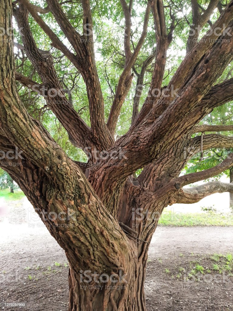 Detail Gambar Dahan Pohon Nomer 31