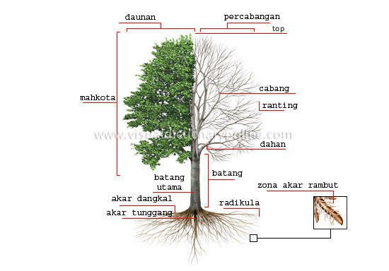 Detail Gambar Dahan Pohon Nomer 10