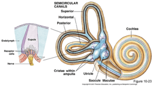 Detail Gambar Dalam Telinga Nomer 33