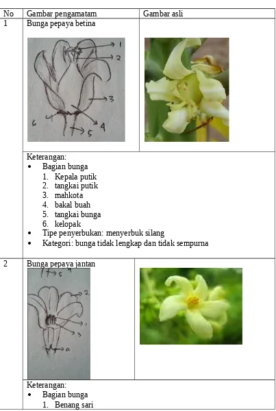 Detail Gambar Dan Bagian Bagian Bunga Pepaya Nomer 4