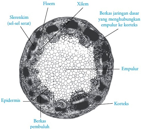 Detail Gambar Dan Bagian Batang Monokotil Nomer 11