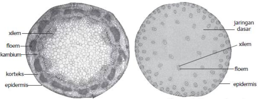Detail Gambar Dan Bagian Batang Monokotil Nomer 15