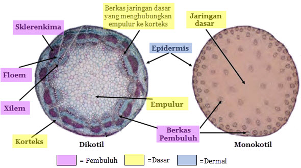 Detail Gambar Dan Bagian Batang Monokotil Nomer 17