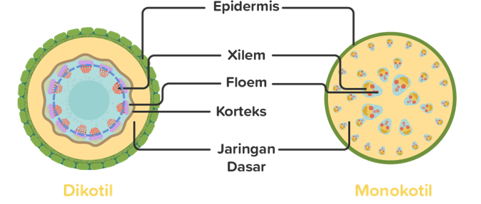 Detail Gambar Dan Bagian Batang Monokotil Nomer 26