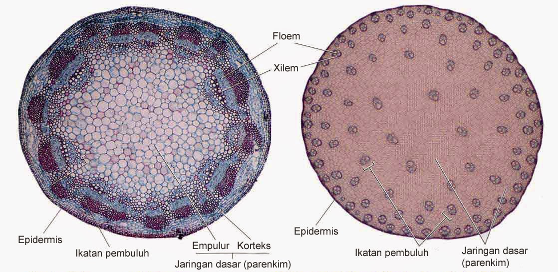 Detail Gambar Dan Bagian Batang Monokotil Nomer 4