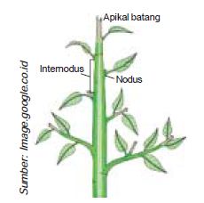 Detail Gambar Dan Bagian Batang Monokotil Nomer 33