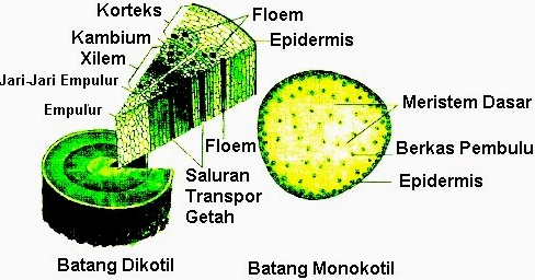 Detail Gambar Dan Bagian Batang Monokotil Nomer 36