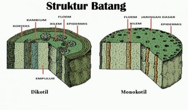 Detail Gambar Dan Bagian Batang Monokotil Nomer 38