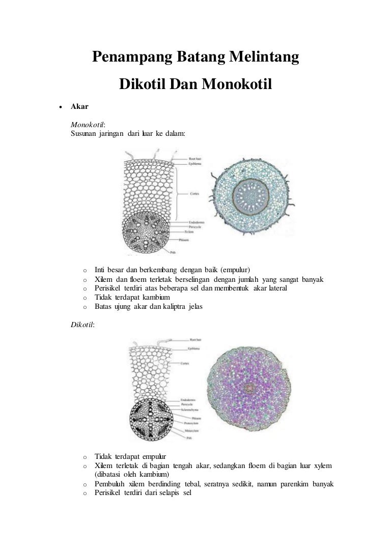 Detail Gambar Dan Bagian Batang Monokotil Nomer 42