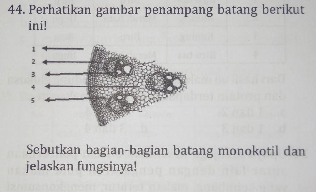 Detail Gambar Dan Bagian Batang Monokotil Nomer 47