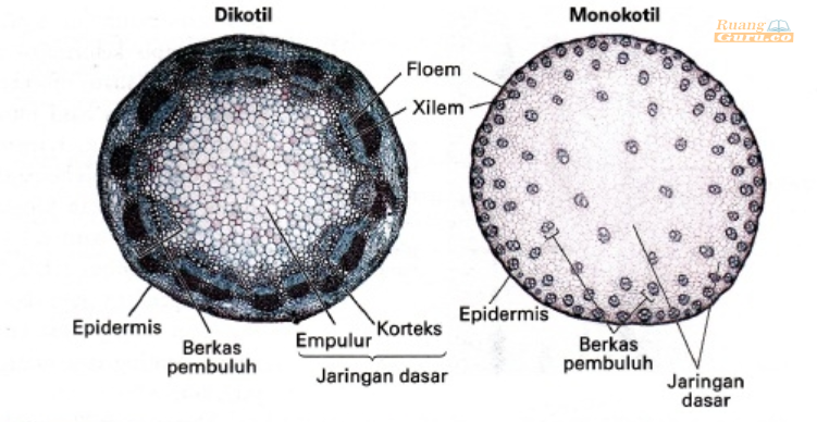 Detail Gambar Dan Bagian Batang Monokotil Nomer 6