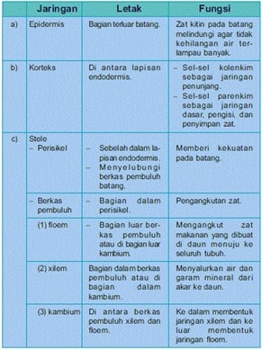 Detail Gambar Dan Bagian Batang Monokotil Nomer 52