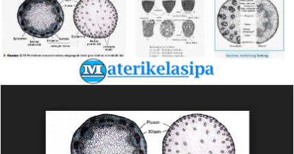 Detail Gambar Dan Bagian Batang Monokotil Nomer 53