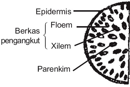 Detail Gambar Dan Bagian Batang Monokotil Nomer 9