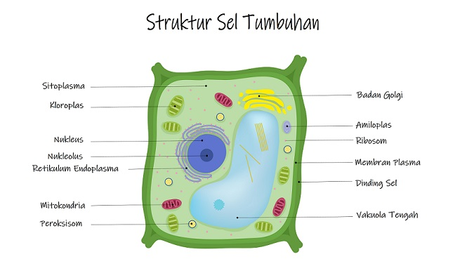 Detail Gambar Dan Bagian Sel Tumbuhan Nomer 11