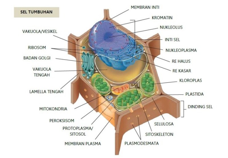 Detail Gambar Dan Bagian Sel Tumbuhan Nomer 15