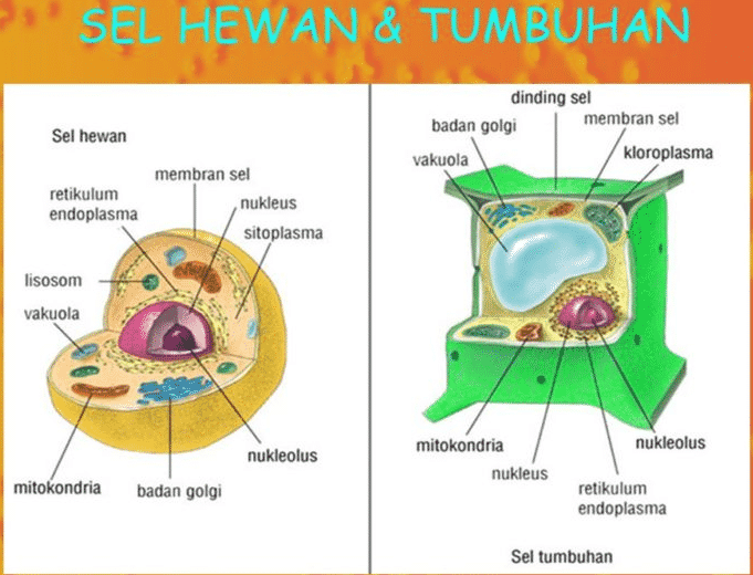 Detail Gambar Dan Bagian Sel Tumbuhan Nomer 4