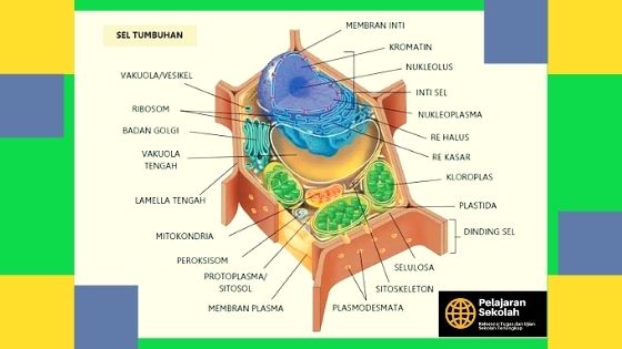 Detail Gambar Dan Bagian Sel Tumbuhan Nomer 34