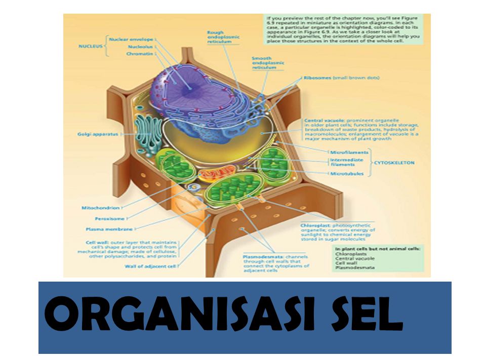 Detail Gambar Dan Bagian Sel Tumbuhan Nomer 55