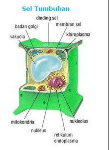 Detail Gambar Dan Bagian Sel Tumbuhan Nomer 7