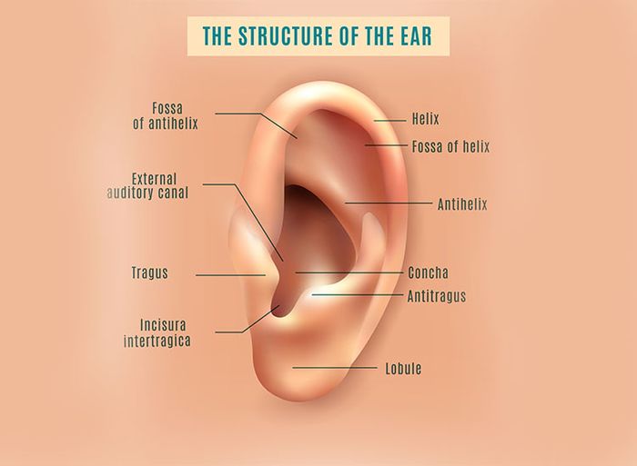 Detail Gambar Dan Bagian Telinga Nomer 19