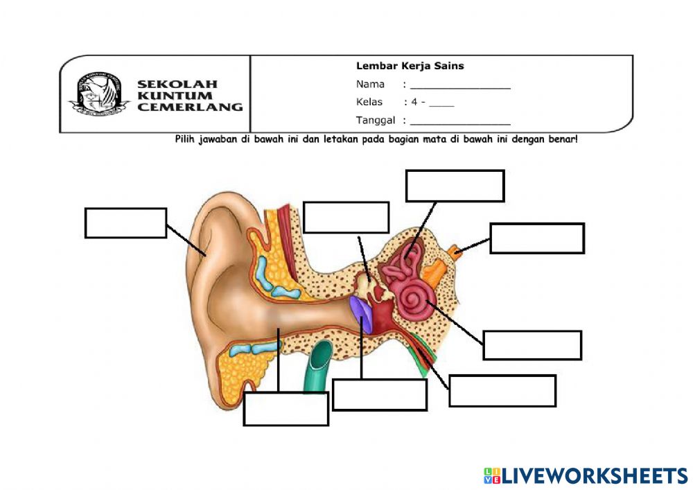 Detail Gambar Dan Bagian Telinga Nomer 49