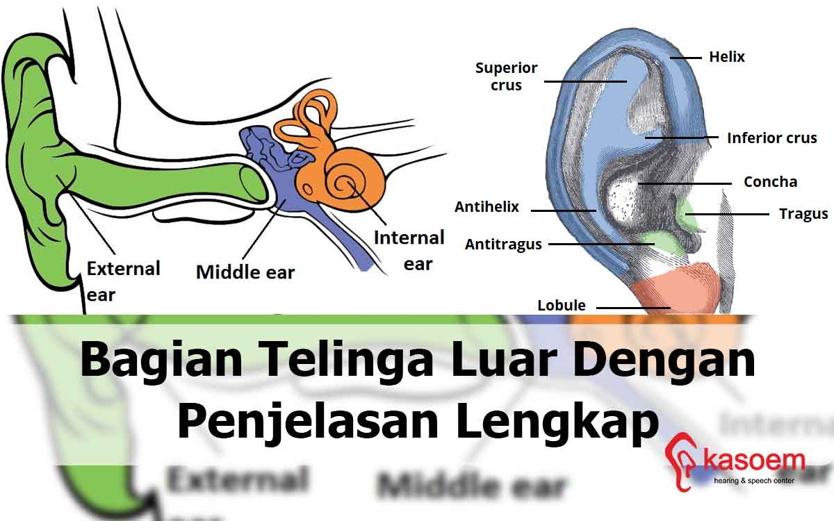 Detail Gambar Dan Bagian Telinga Nomer 53