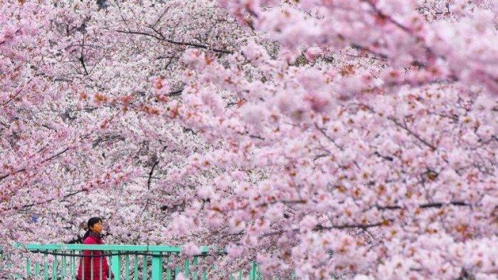 Detail Gambar Dan Foto Bunga Sakura Nomer 27
