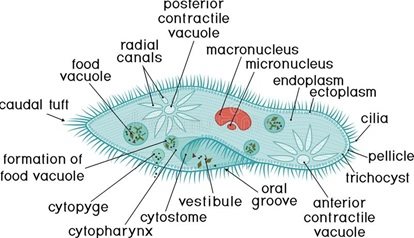 Detail Gambar Dan Identifikasi Protista Tumbuhan Nomer 2