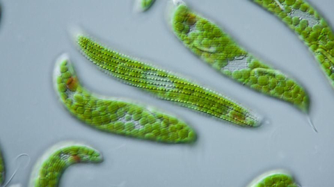 Detail Gambar Dan Identifikasi Protista Tumbuhan Nomer 11