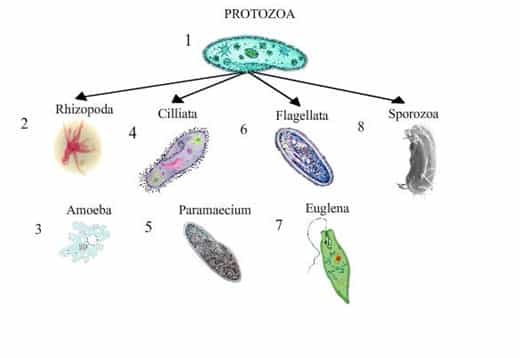 Detail Gambar Dan Identifikasi Protista Tumbuhan Nomer 12