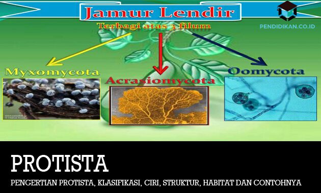 Detail Gambar Dan Identifikasi Protista Tumbuhan Nomer 21