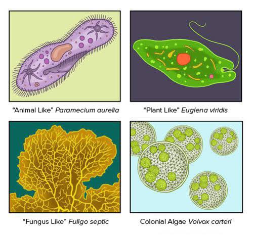 Detail Gambar Dan Identifikasi Protista Tumbuhan Nomer 39