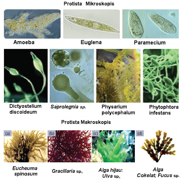 Detail Gambar Dan Identifikasi Protista Tumbuhan Nomer 41