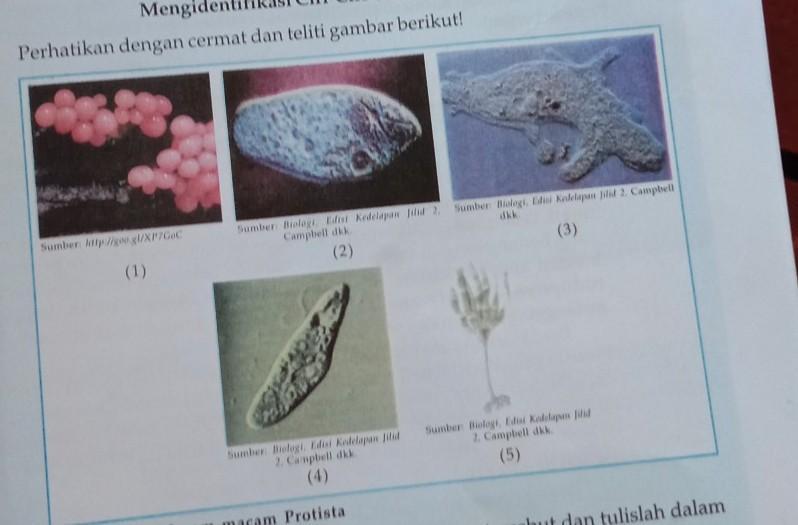 Detail Gambar Dan Identifikasi Protista Tumbuhan Nomer 44