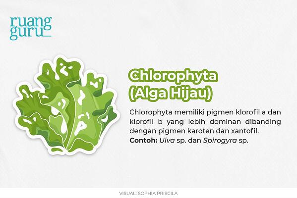 Detail Gambar Dan Identifikasi Protista Tumbuhan Nomer 46