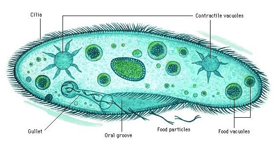 Detail Gambar Dan Identifikasi Protista Tumbuhan Nomer 6