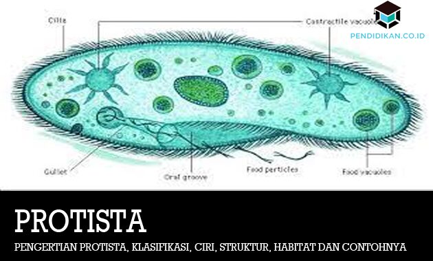 Detail Gambar Dan Identifikasi Protista Tumbuhan Nomer 54