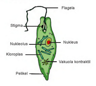 Detail Gambar Dan Identifikasi Protista Tumbuhan Nomer 56