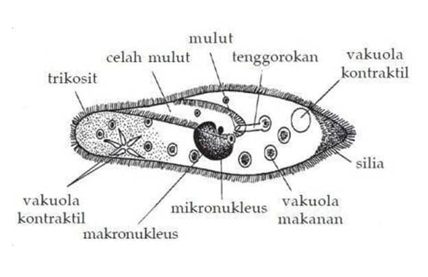 Detail Gambar Dan Identifikasi Protista Tumbuhan Nomer 7