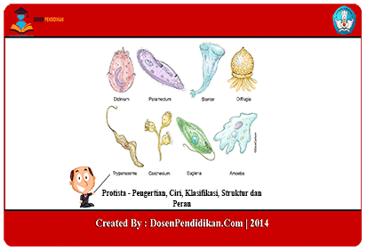 Detail Gambar Dan Identifikasi Protista Tumbuhan Nomer 10