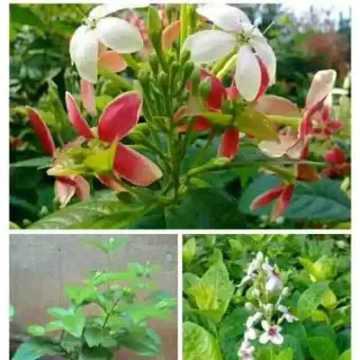 Detail Gambar Dan Jenis Bunga Melati Nomer 31