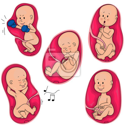 Bilder Von Babys Im Mutterleib - KibrisPDR