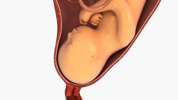 Detail Bilder Von Babys Im Mutterleib Nomer 20