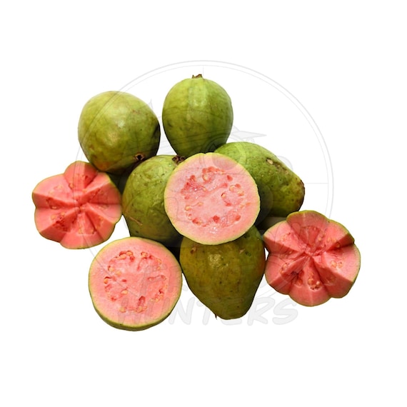 Detail Date Frucht Nomer 7
