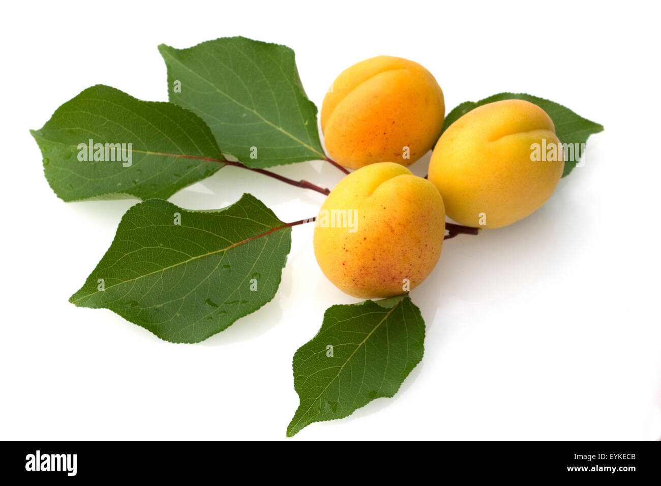 Detail Date Frucht Nomer 5