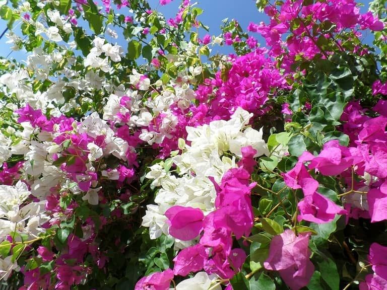 Download Gambar Dan Keterangan Bunga Bugenvil Nomer 26