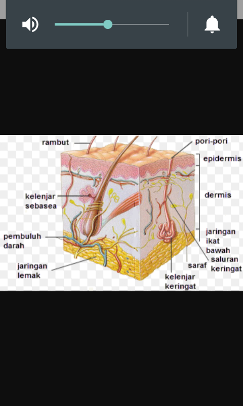 Detail Gambar Dan Keterangan Kulit Nomer 22