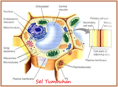 Detail Gambar Dan Keterangan Sel Tumbuhan Nomer 32