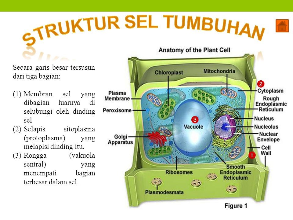 Detail Gambar Dan Keterangan Sel Tumbuhan Nomer 35